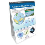 Protists: Pond Microlife Flip Chart Set
