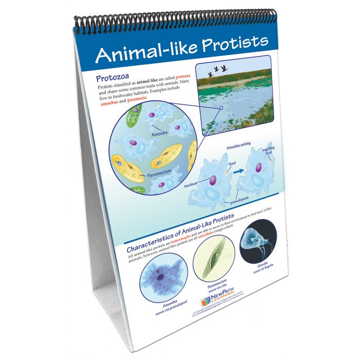 Protists: Pond Microlife Flip Chart Set