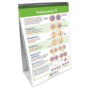 Meiosis: Creating Sex Cells Flip Chart Set w Online Multimedia Lesson