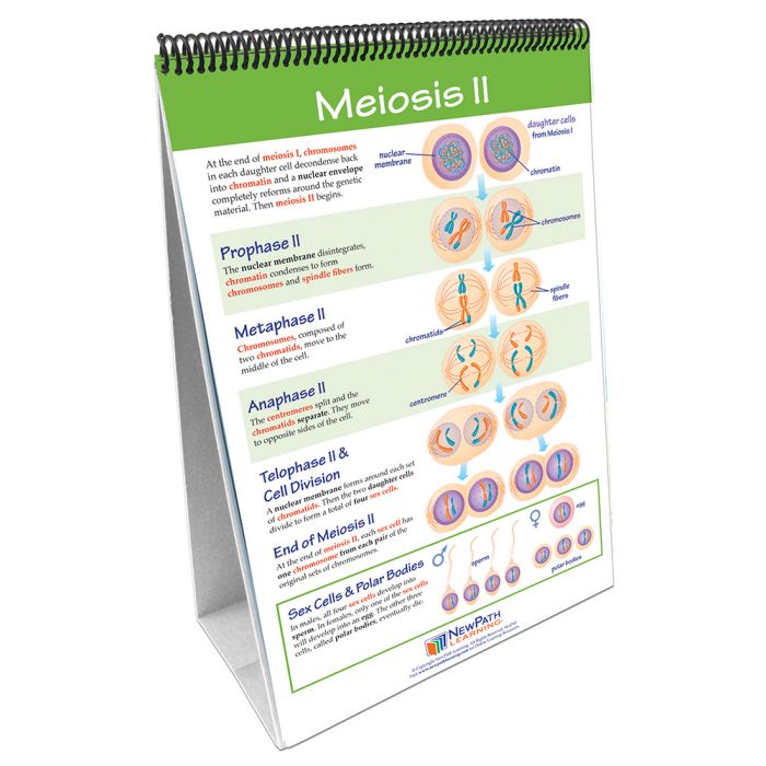Meiosis: Creating Sex Cells Flip Chart Set w Online Multimedia Lesson