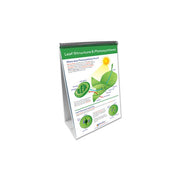 Photosynthesis & Cellular Respiration Flip Chart Set