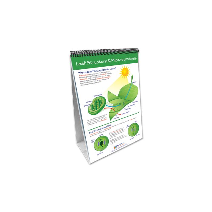 Photosynthesis & Cellular Respiration Flip Chart Set