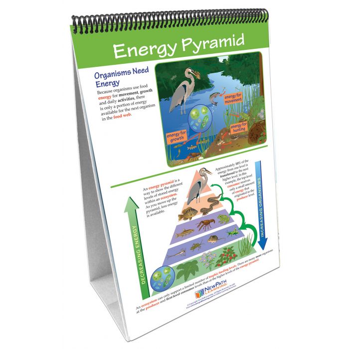 Food Chains & Food Webs Flip Chart Set