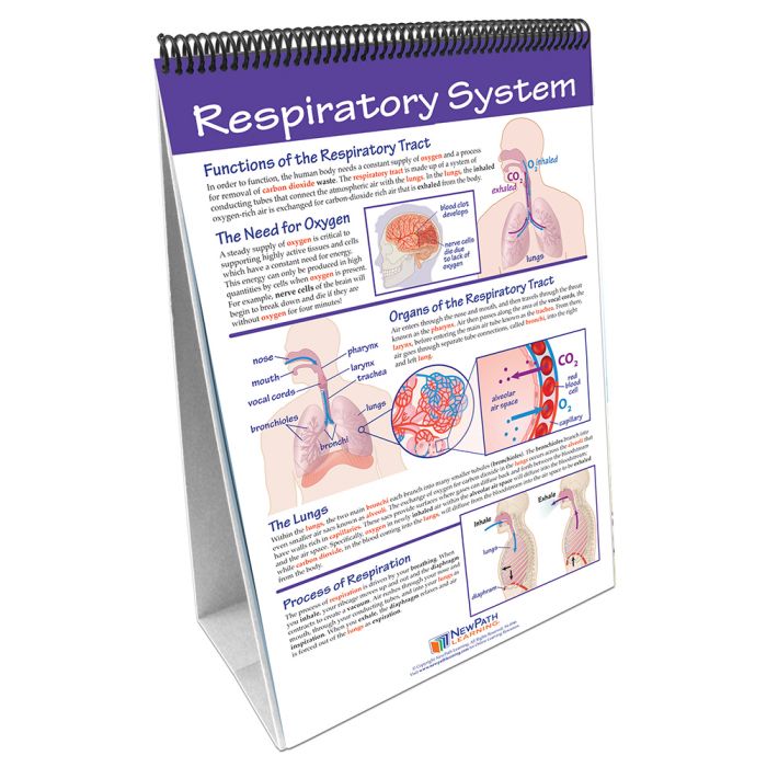 Human Body II: Providing Fuel & Transportation Flip Chart Set
