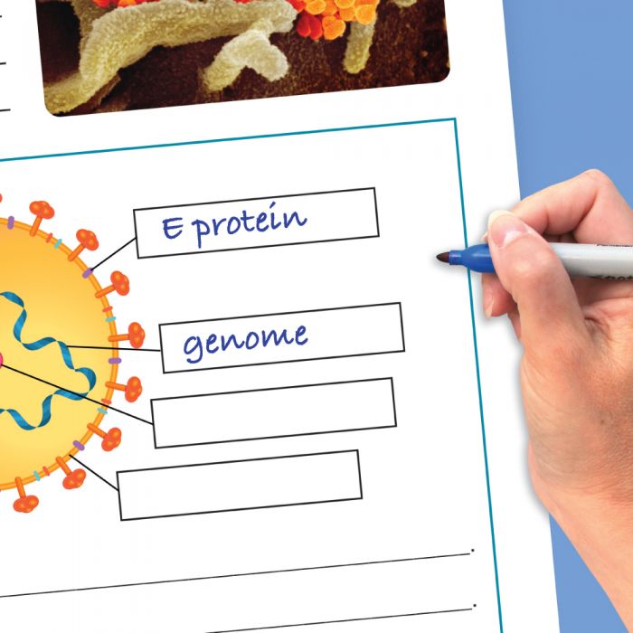 Coronavirus Awareness Curriculum Mastery Flip Charts