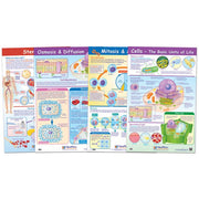 Cell Structure & Processes Poster Set - Set of 4