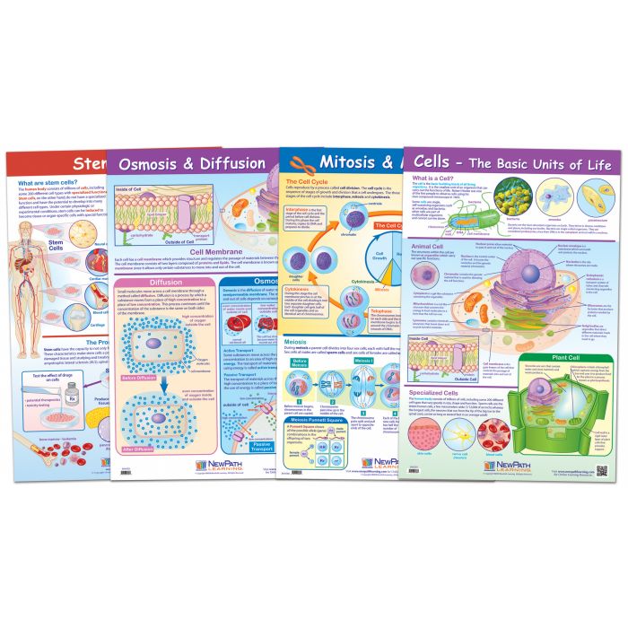 Cell Structure & Processes Poster Set - Set of 4