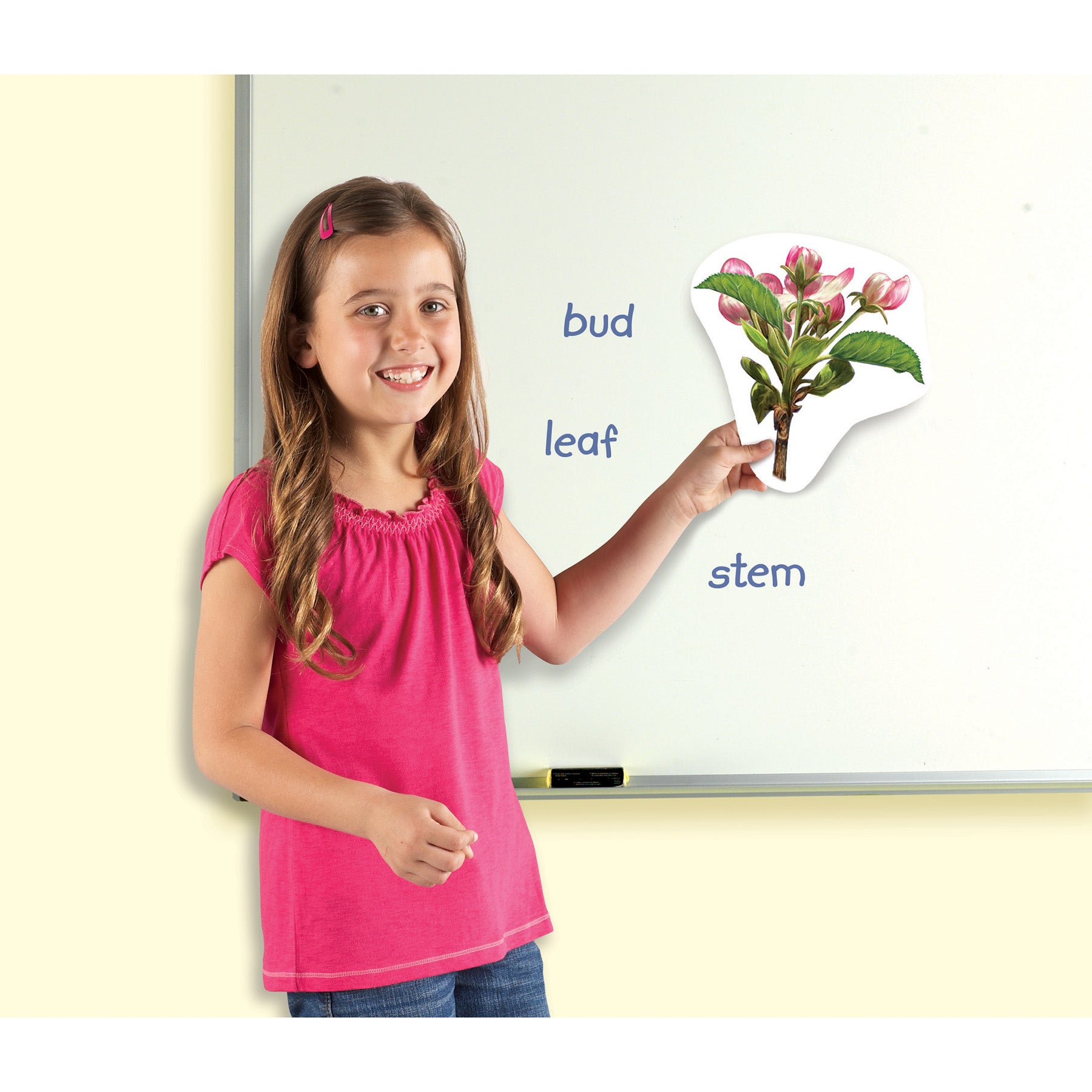 Giant Magnetic Plant Life Cycle, Set of 12