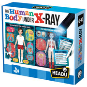 The Human Body Under X-Ray