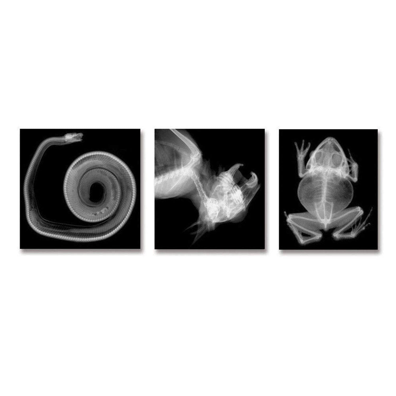 Animal X-Ray Set, Set of 14
