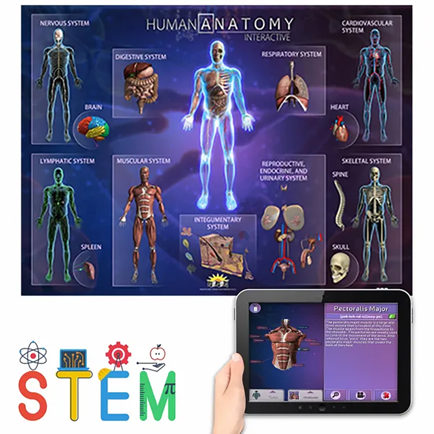 Human Anatomy Smart Mats, Set of 4