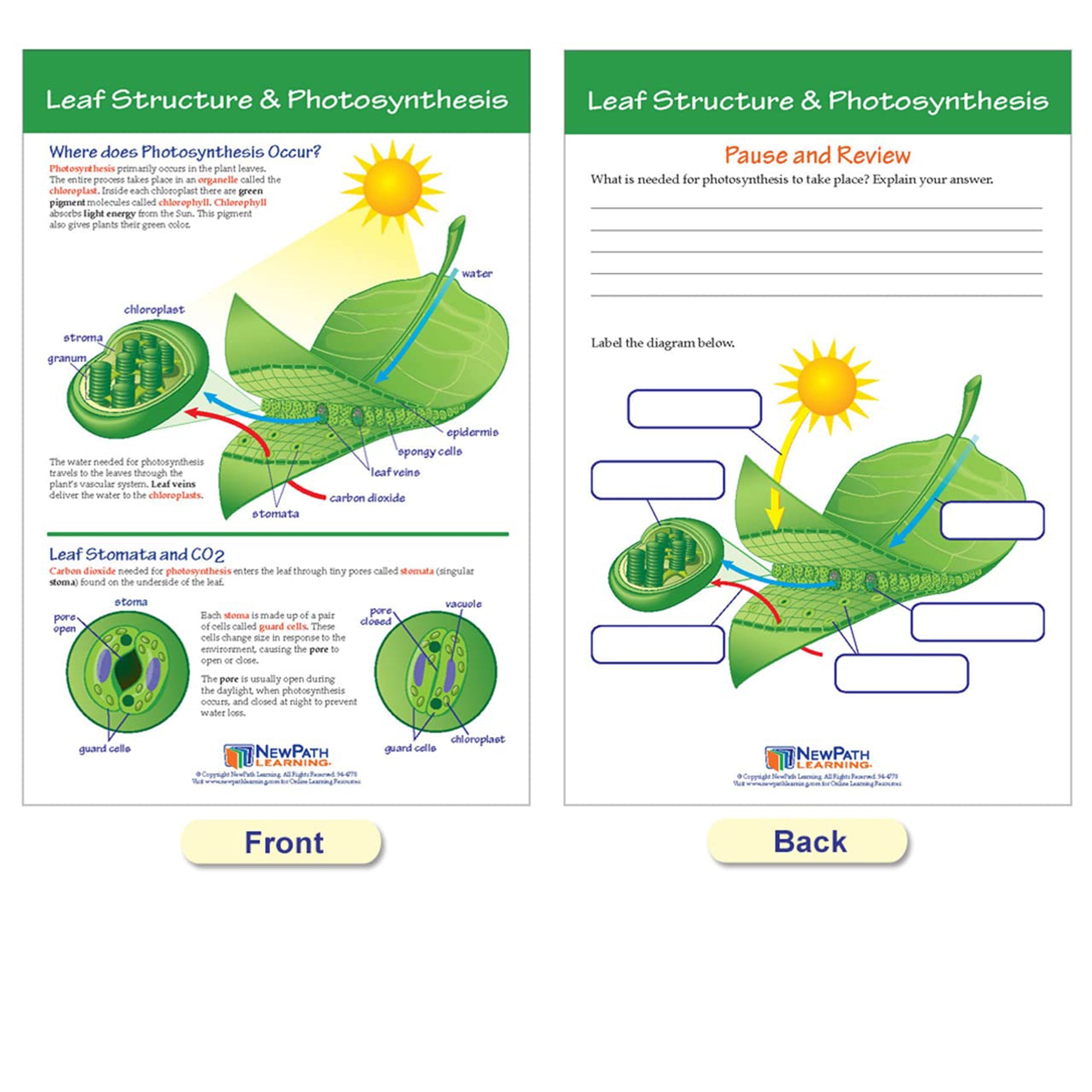 Photosynthesis Bulletin Board Chart Set, Grades 3-5