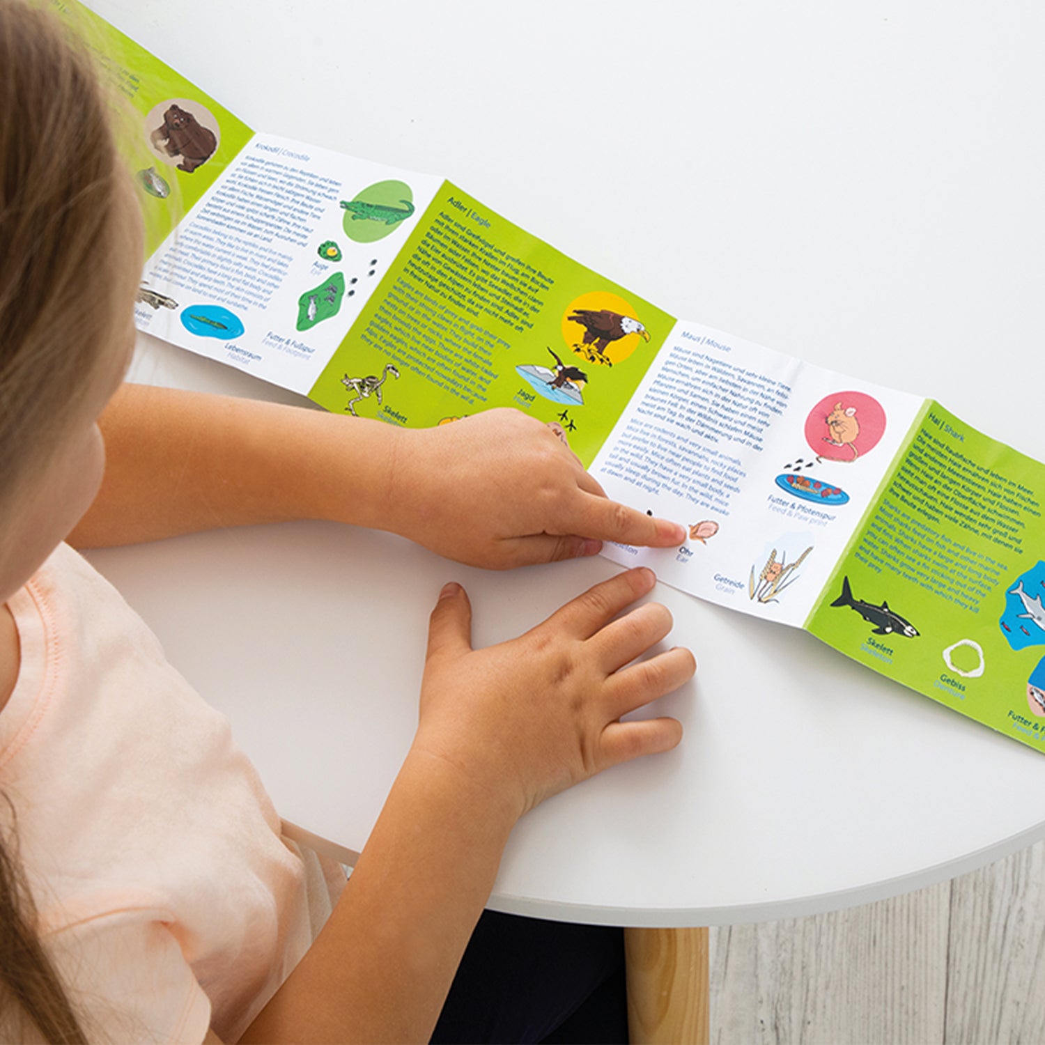 Nawito Animal Species Puzzles