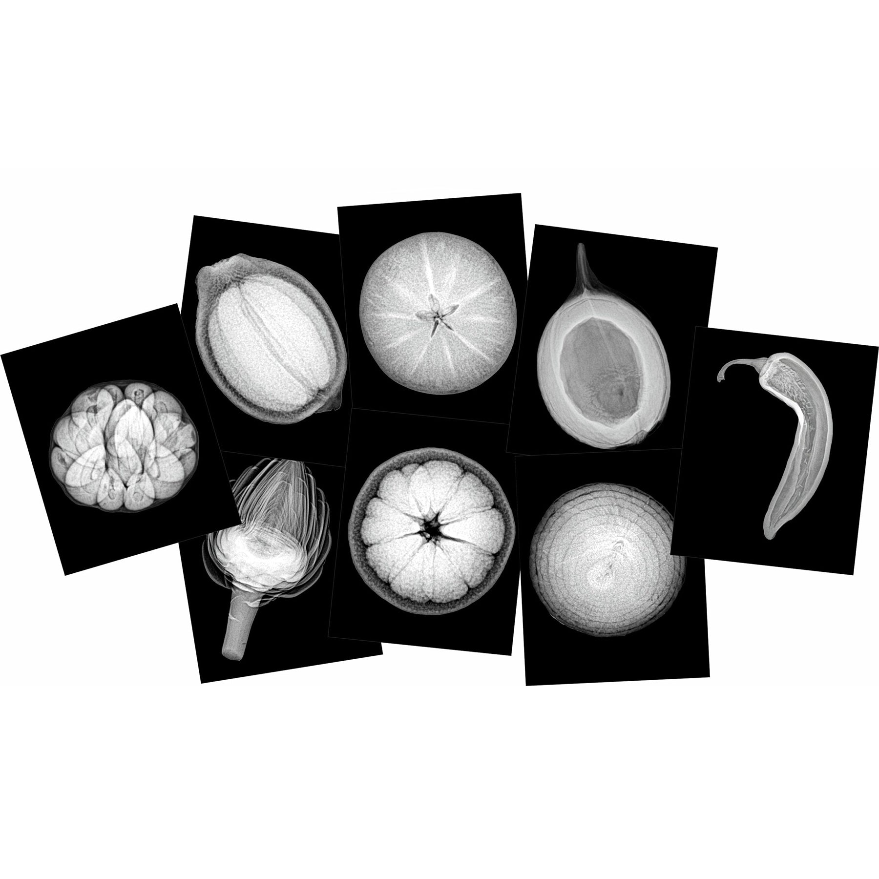 Plant X-Rays & Picture Cards, Set of 42