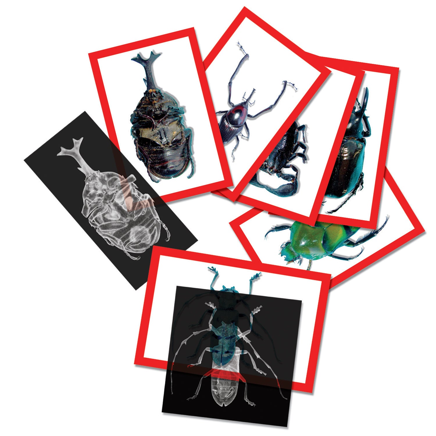 Insect X-rays and Picture Cards, Pack of 36