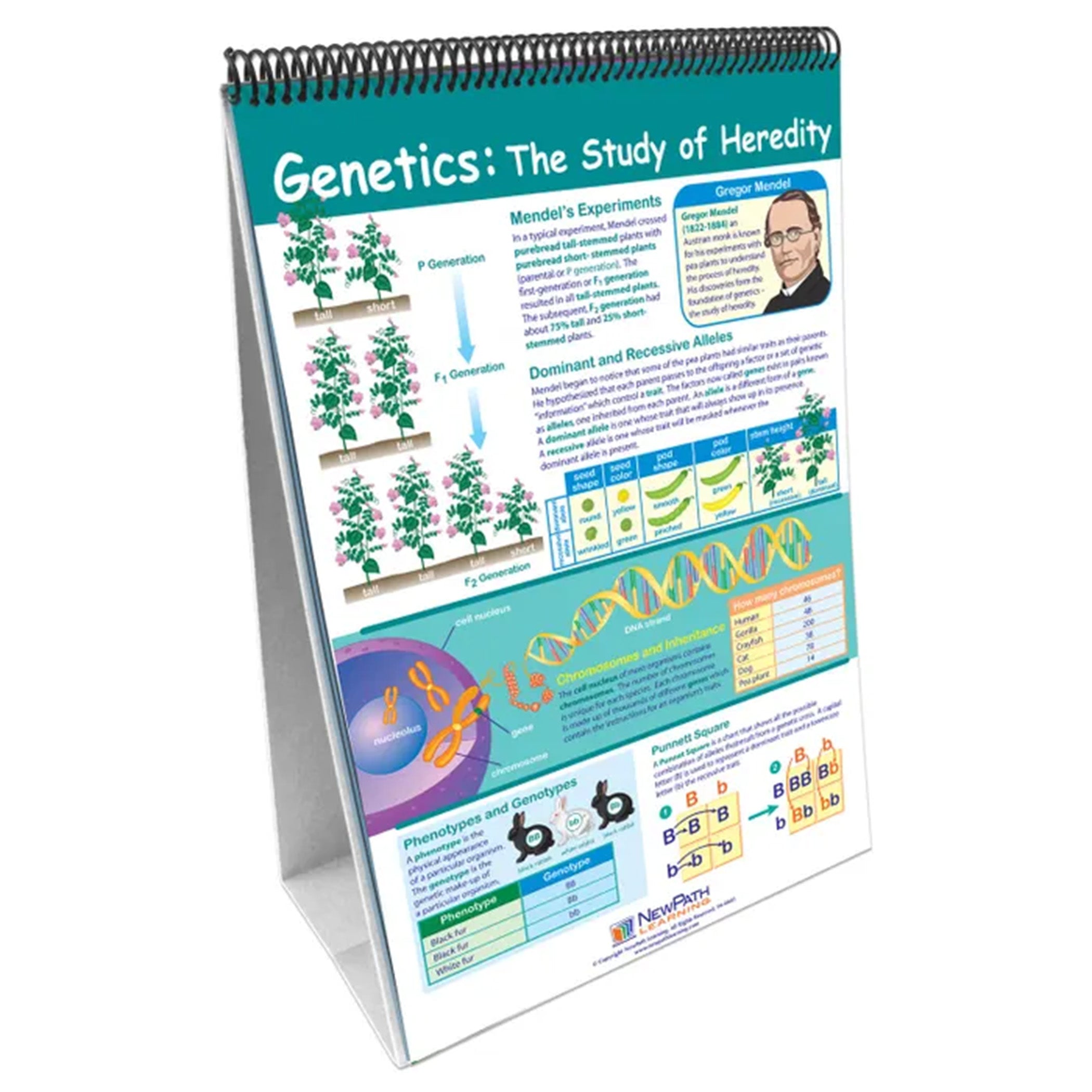 Science Skills Curriculum Mastery® Flip Chart, Grade 6