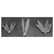 Reaper, Bones Dark Heaven: Clear Wings (3) 77582