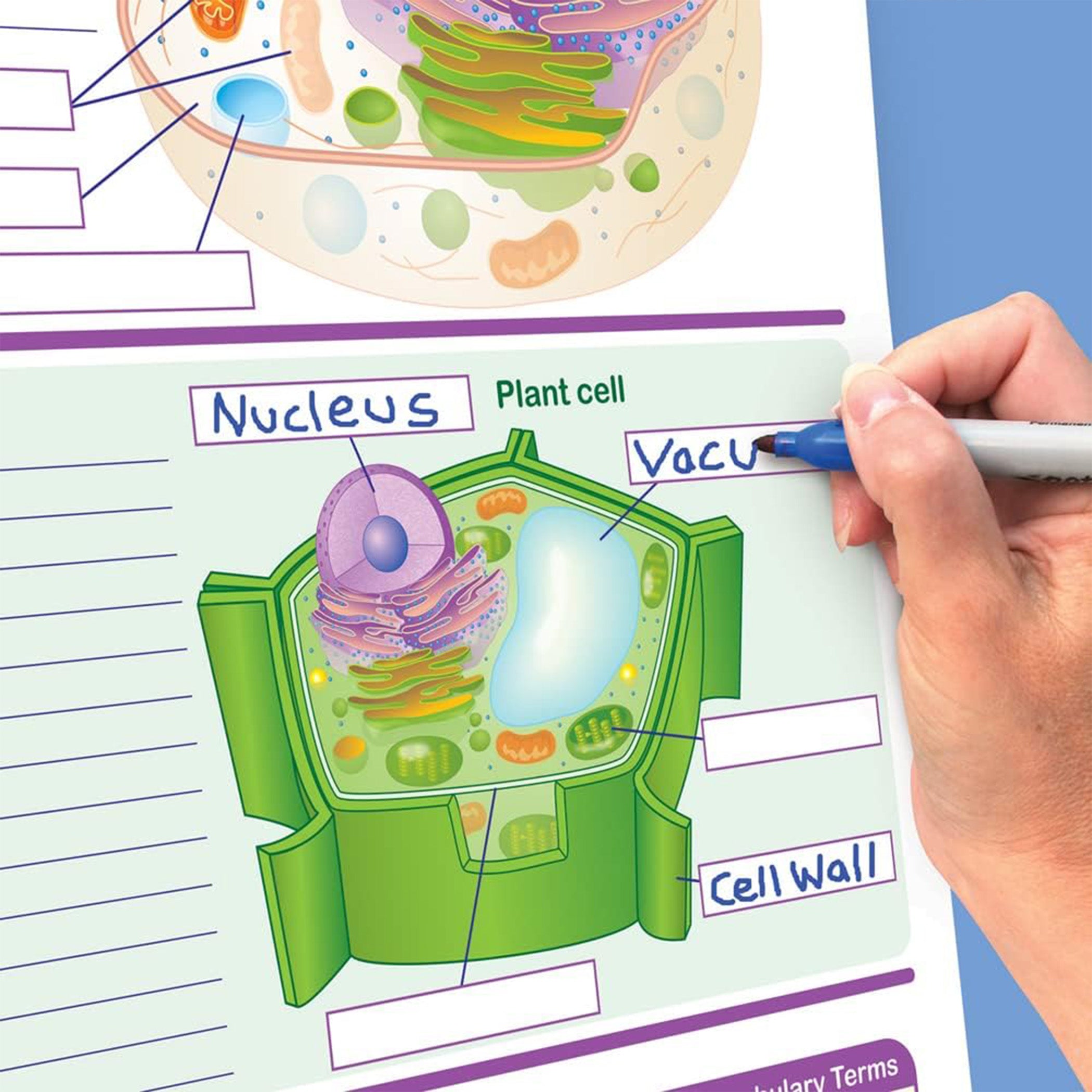 Life Science Curriculum Mastery® Flip Chart