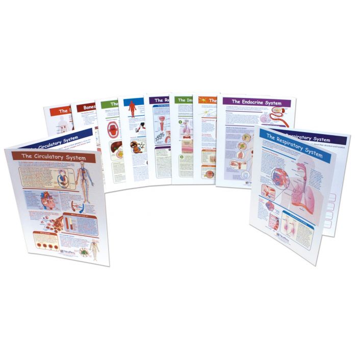 Human Body Visual Learning Guides Collection - Set 0f 10