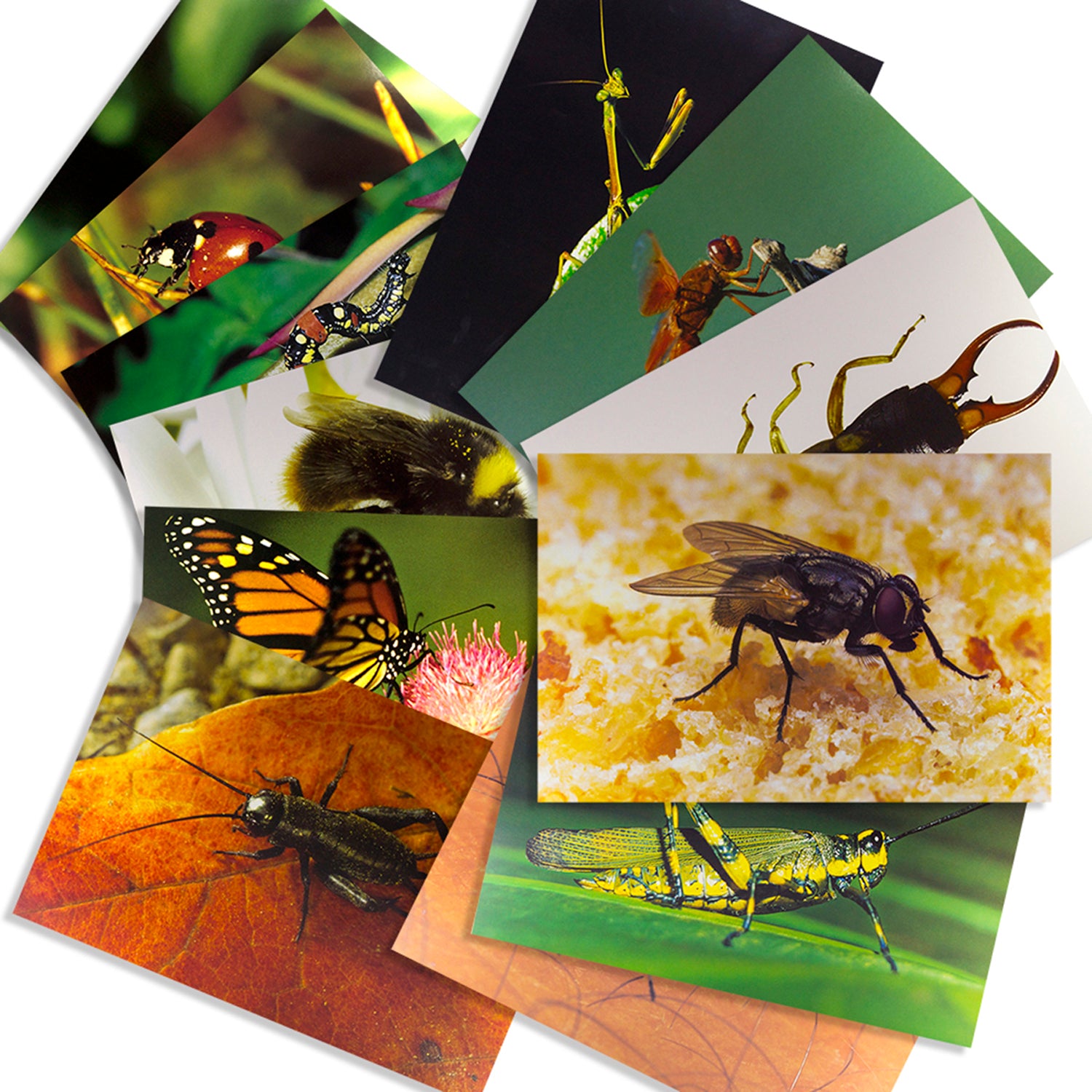 Insects & Bugs Real Life Learning Poster Card Set, Set of 14