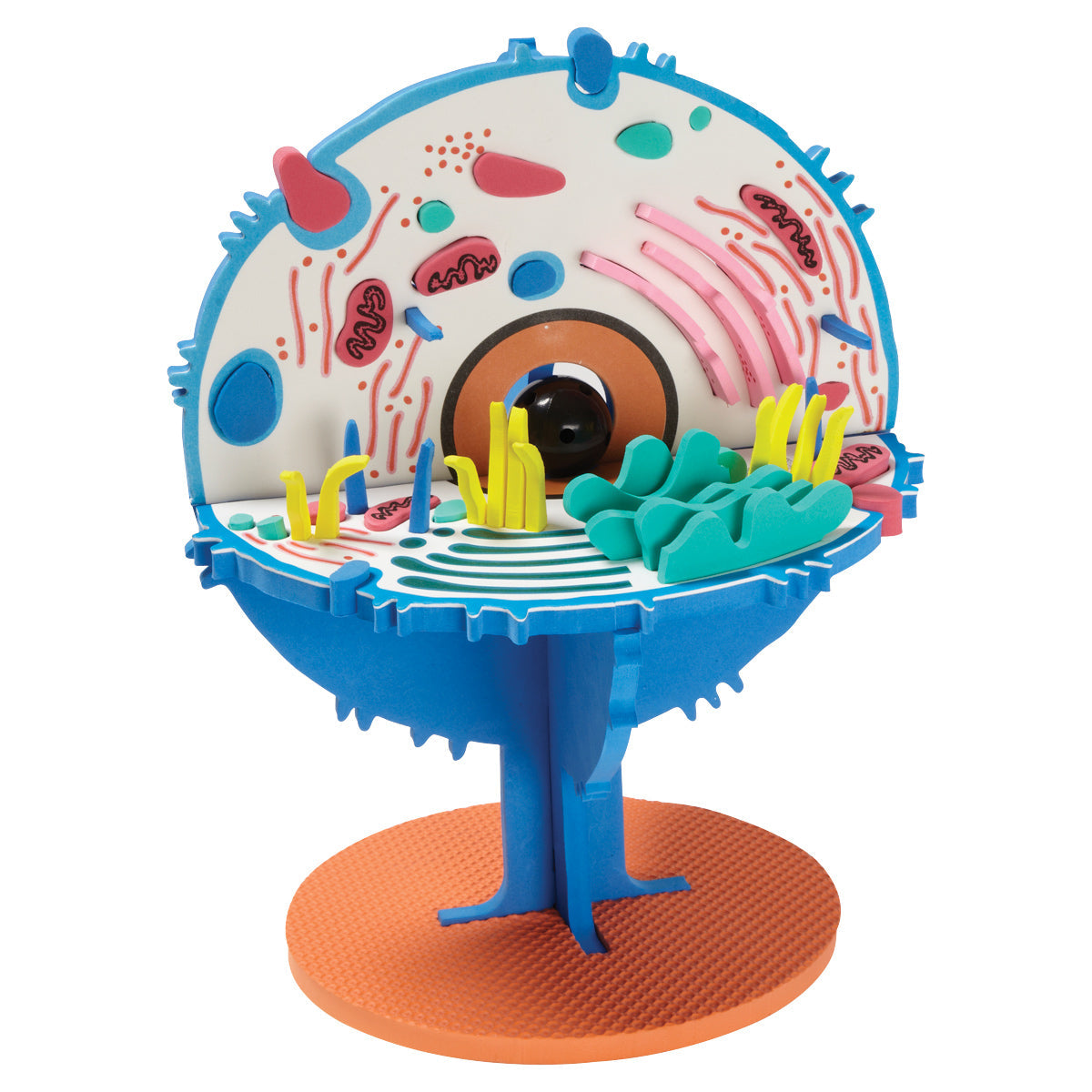 Model Plus: The Animal Cell (FRENCH)