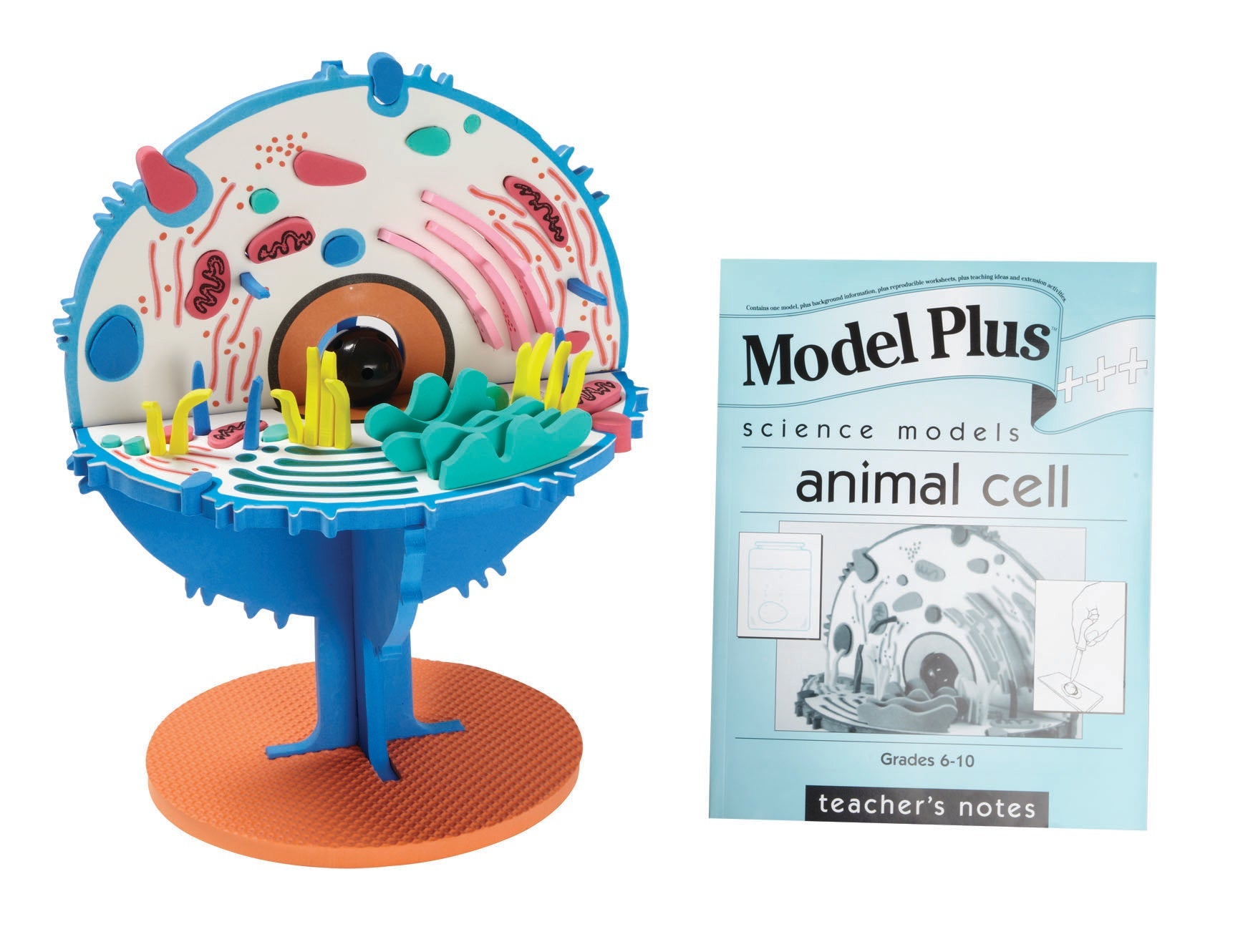 Model Plus: The Animal Cell