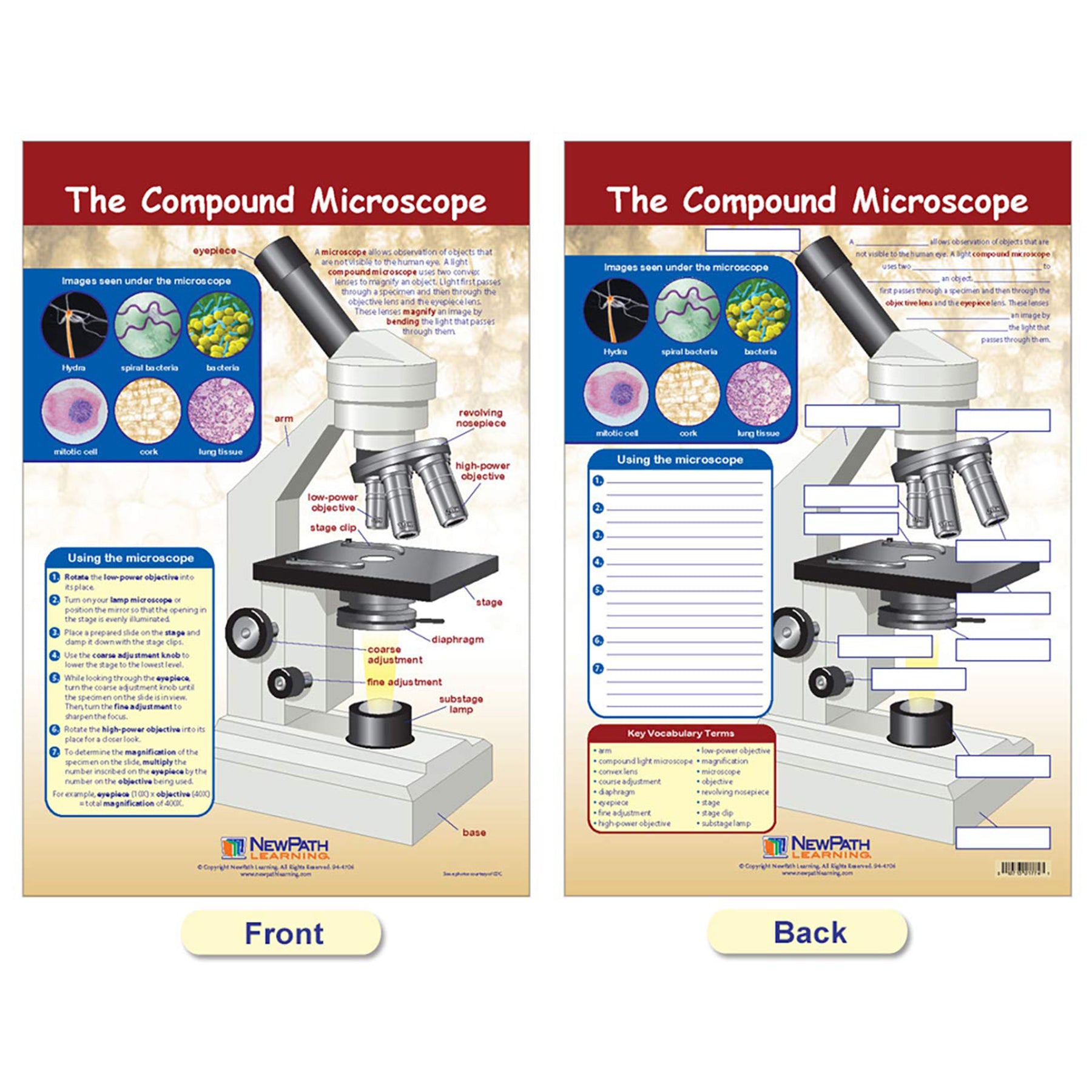 Cells Bulletin Board Chart Set, Grades 3-5