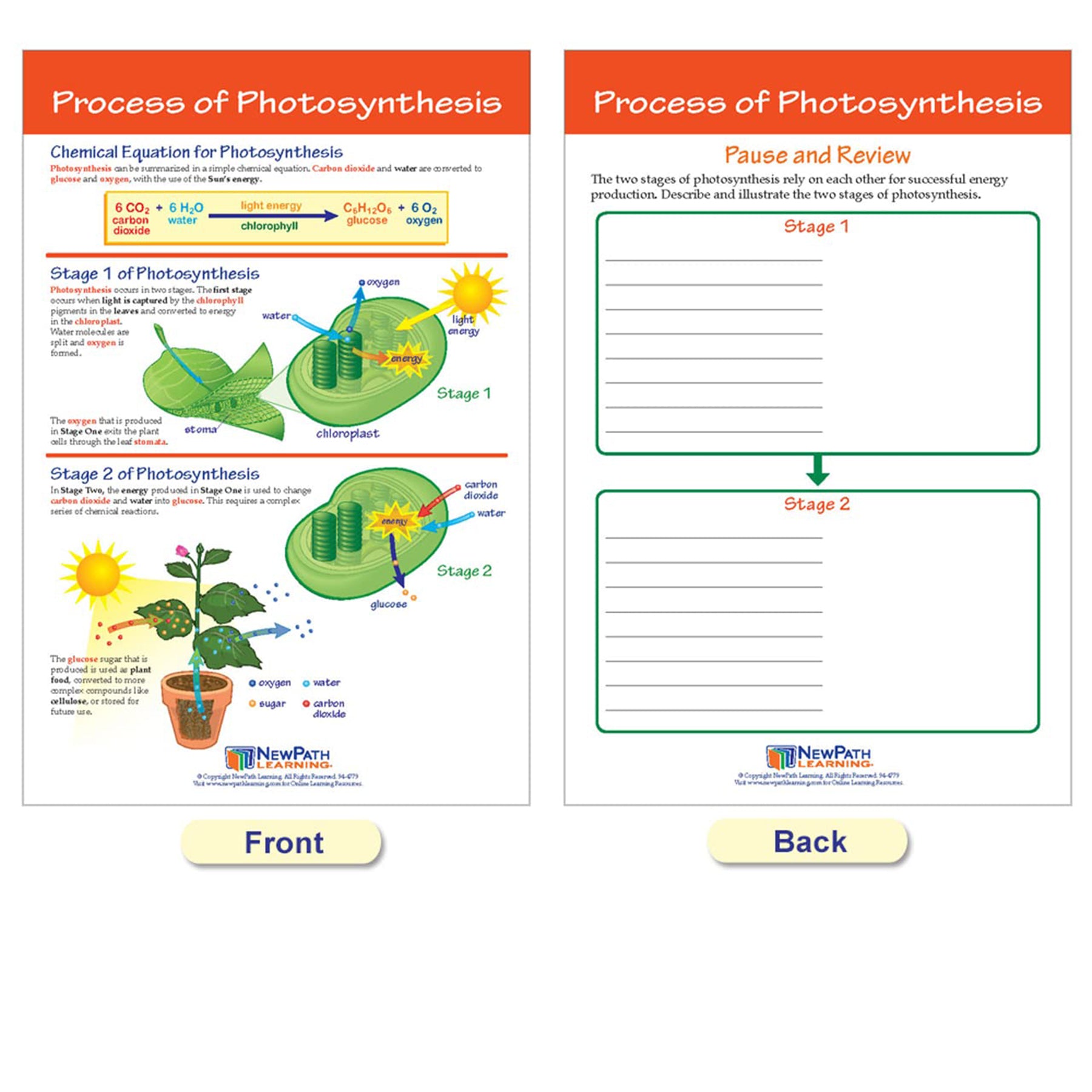Photosynthesis Bulletin Board Chart Set, Grades 3-5