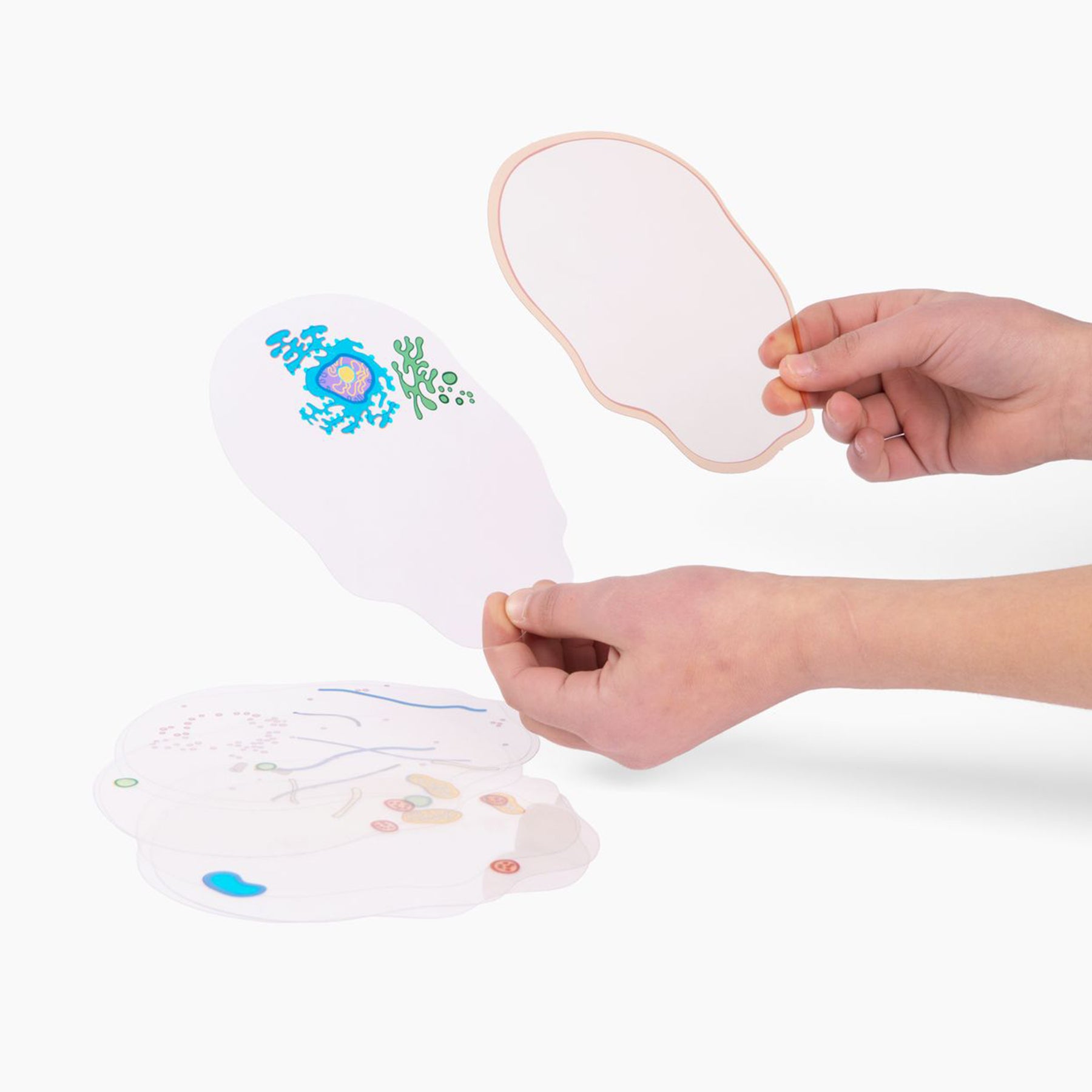 See-Through Animal Cell Builder