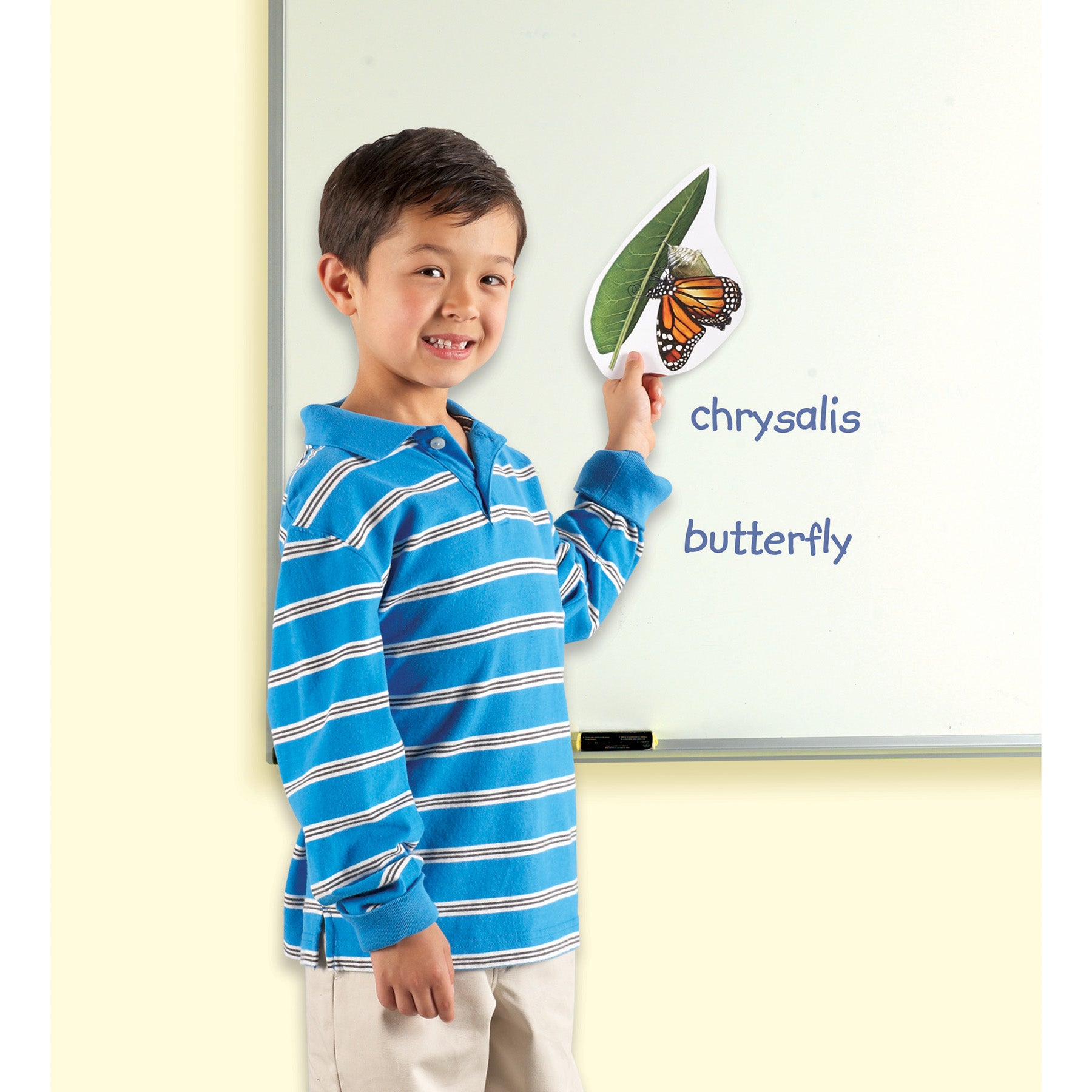 Giant Magnetic Butterfly Life Cycle, Set of 9