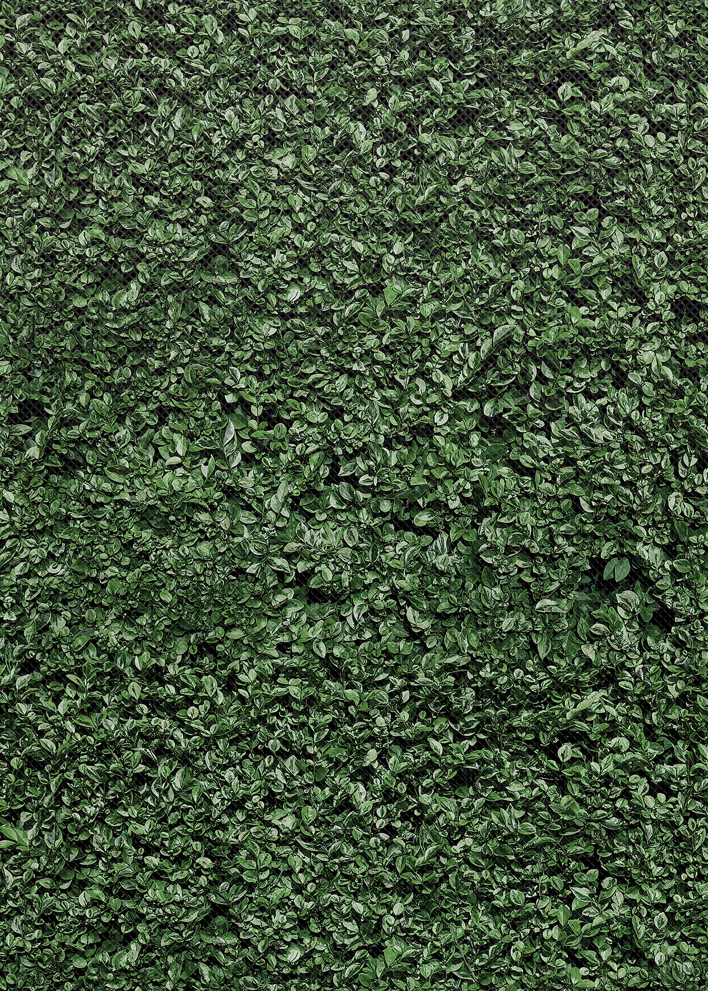 Boxwood Better Than Paper® Bulletin Board Roll