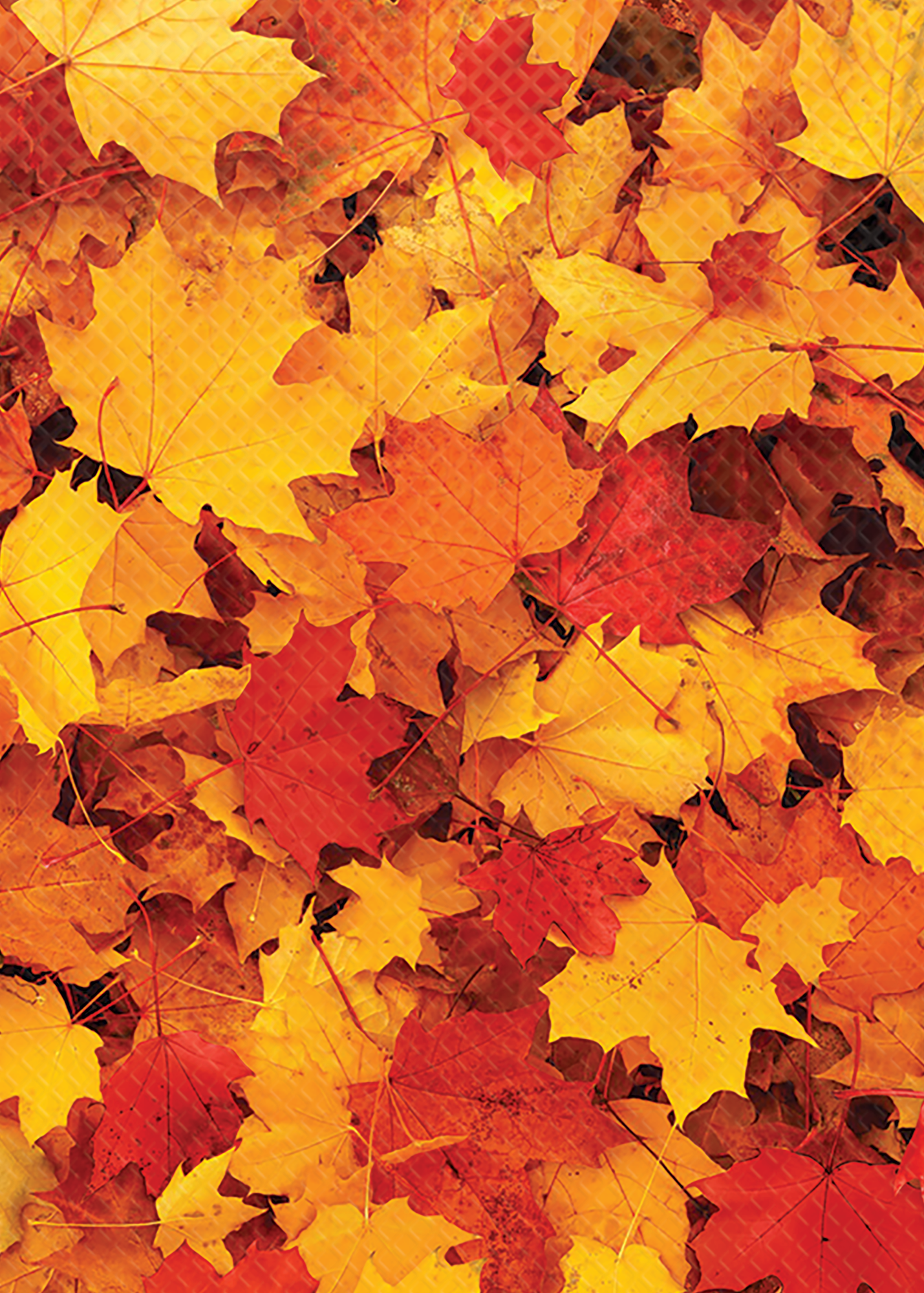 Fall Leaves Better Than Paper® Bulletin Board Roll