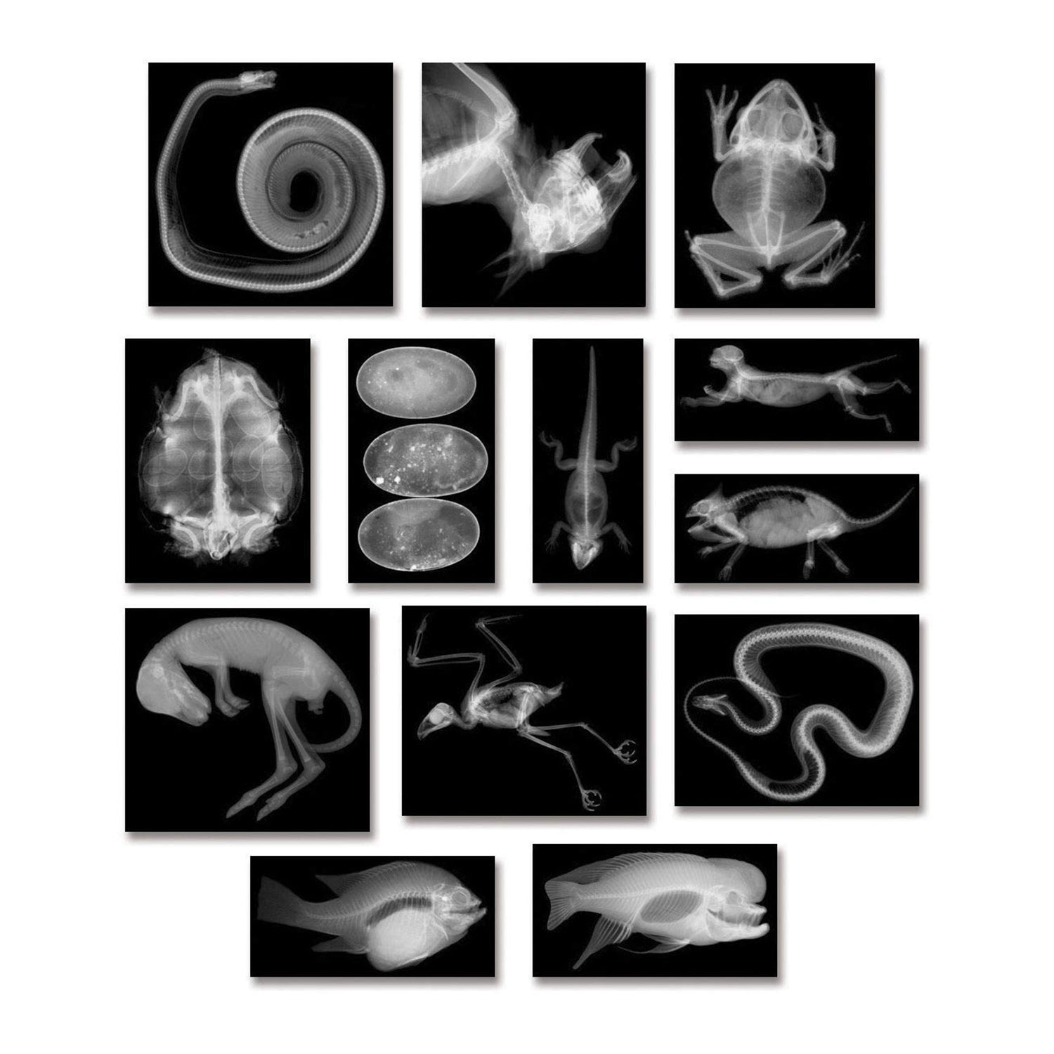 Animal X-Ray Set, Set of 14