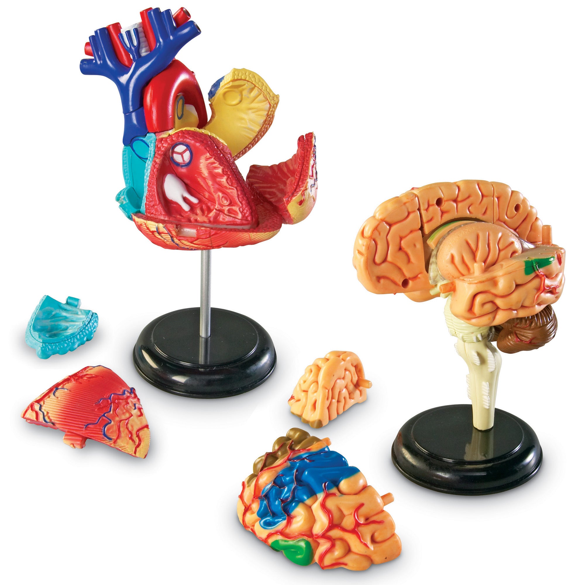 Anatomy Models Set