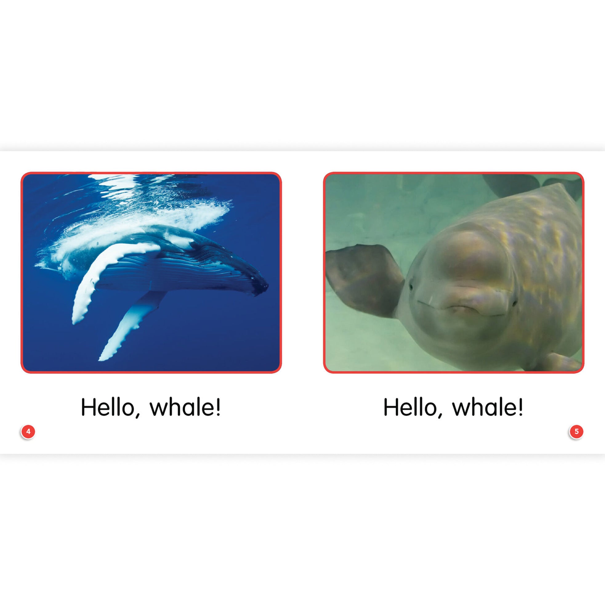 Guided Science Readers Super Animals Book Set, Grade K-1