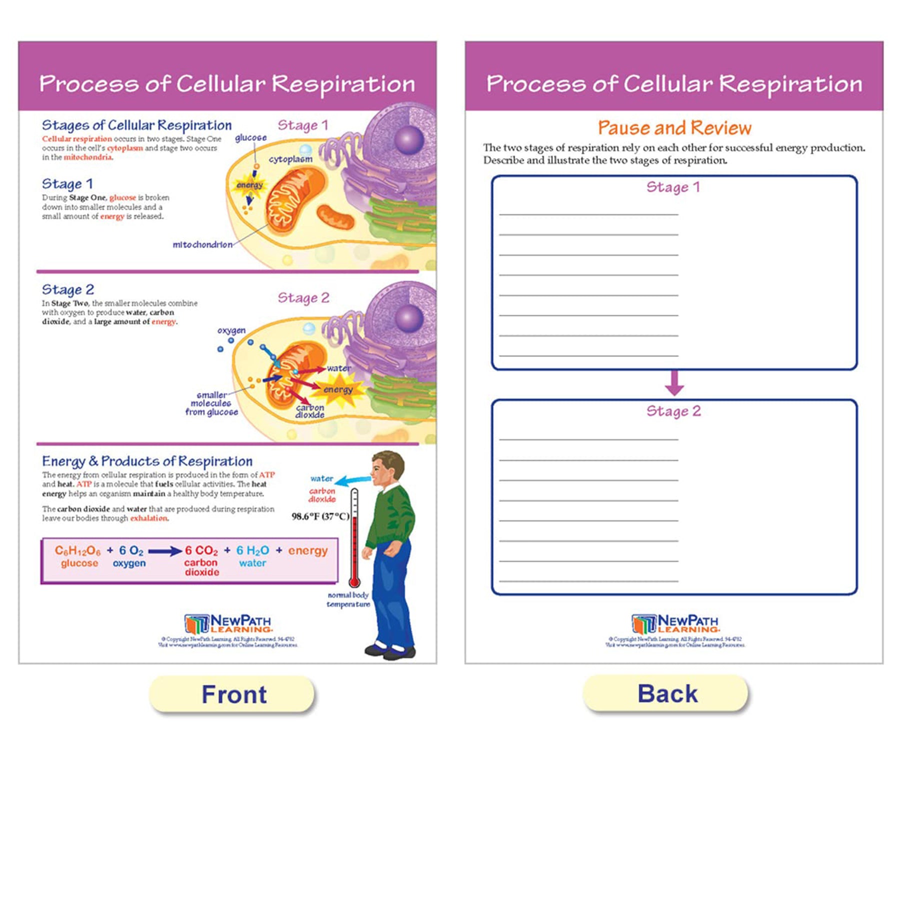 Photosynthesis Bulletin Board Chart Set, Grades 3-5