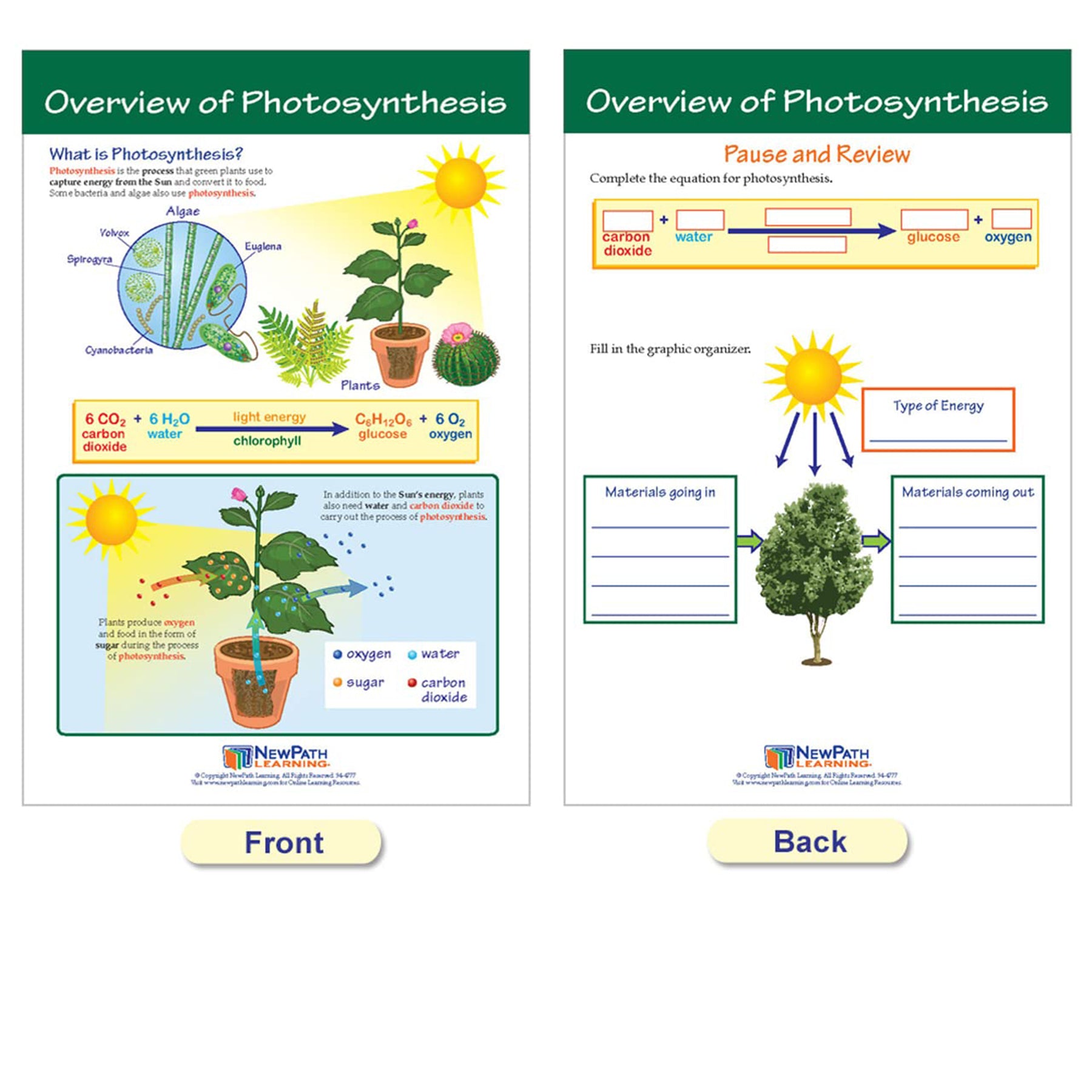 Photosynthesis Bulletin Board Chart Set, Grades 3-5
