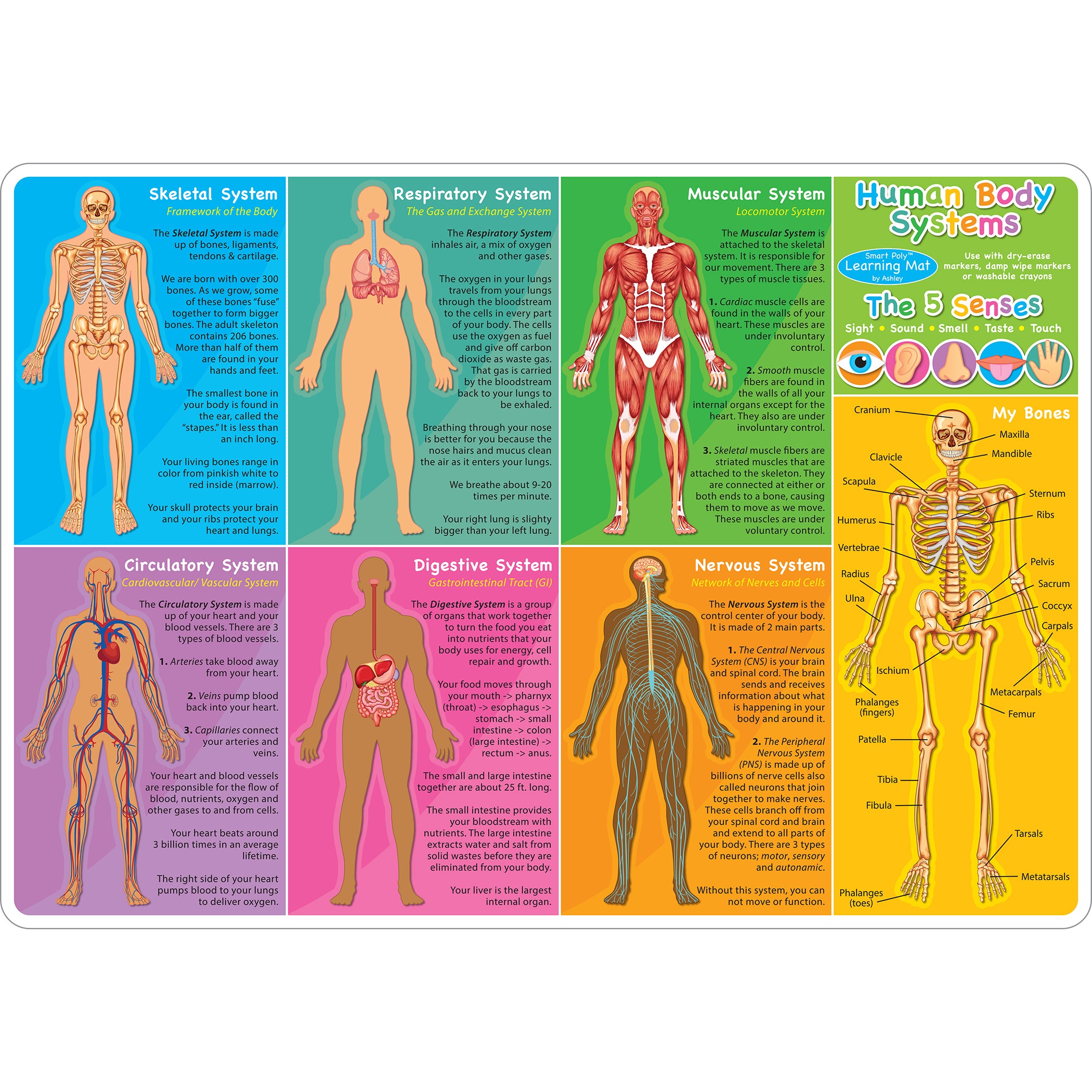 Smart Poly™ Learning Mat, 12" x 17", Double-Sided, Human Body Systems & Anatomy