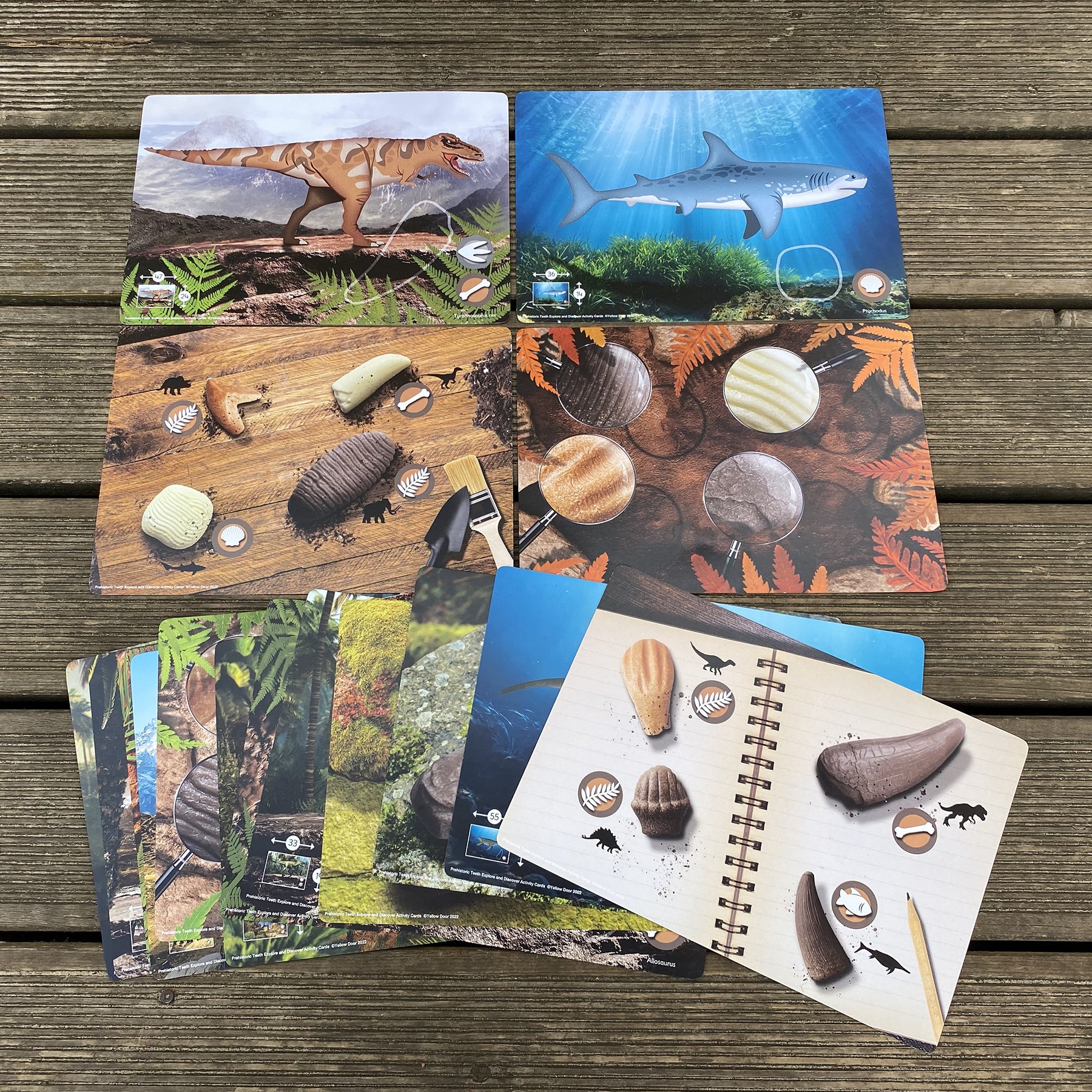 Prehistoric Teeth – Explore and Discover Activity Cards, Set of 16