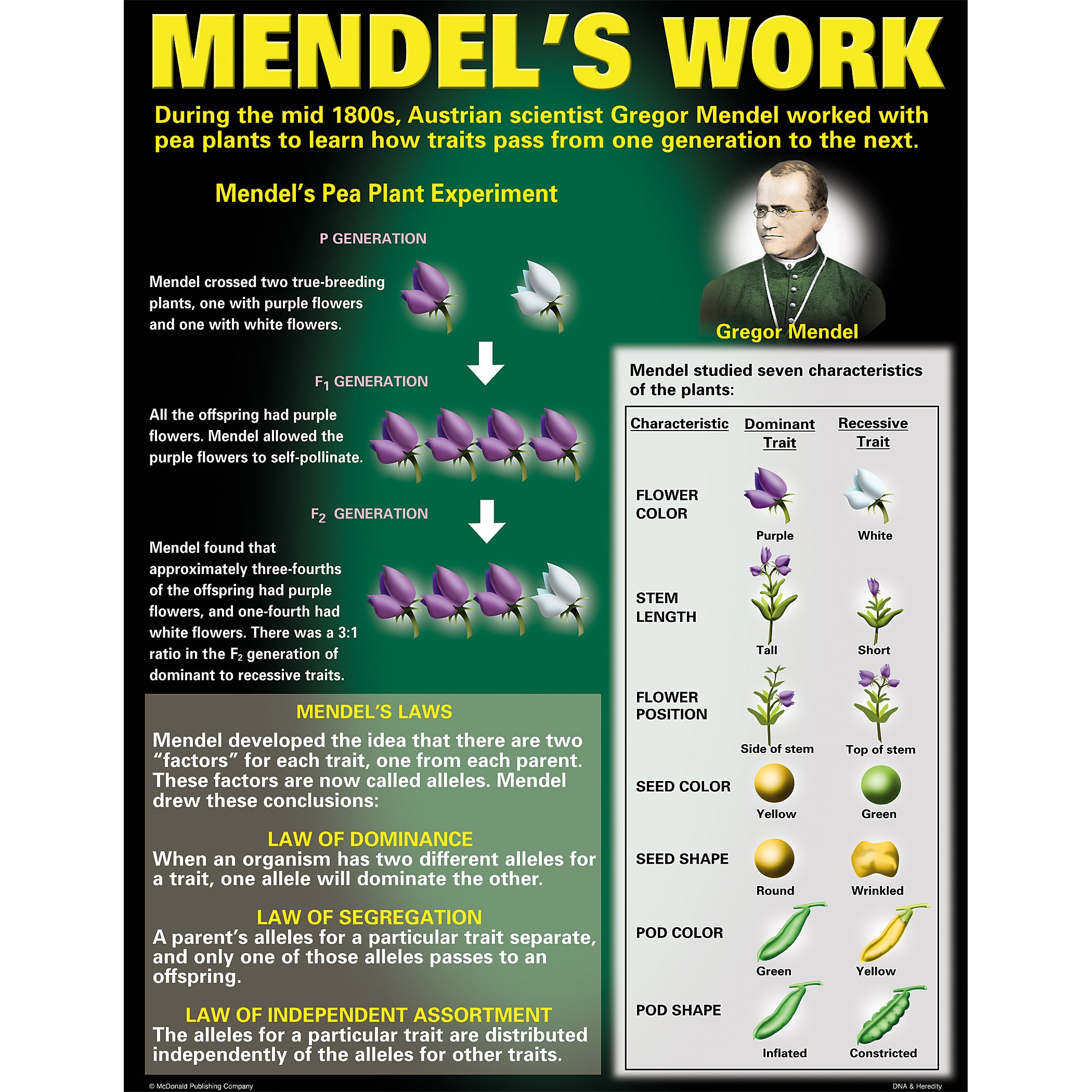 DNA & Heredity Posters, Set of 4