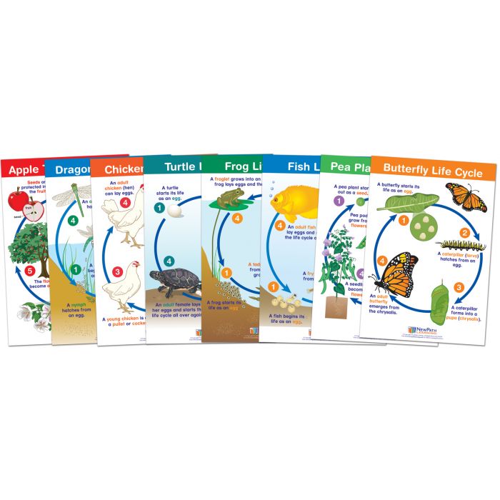 Life Cycles Bulletin Board Chart Set - Set of 8