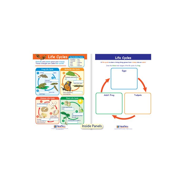 Life Cycles Visual Learning Guide - Grades K - 2
