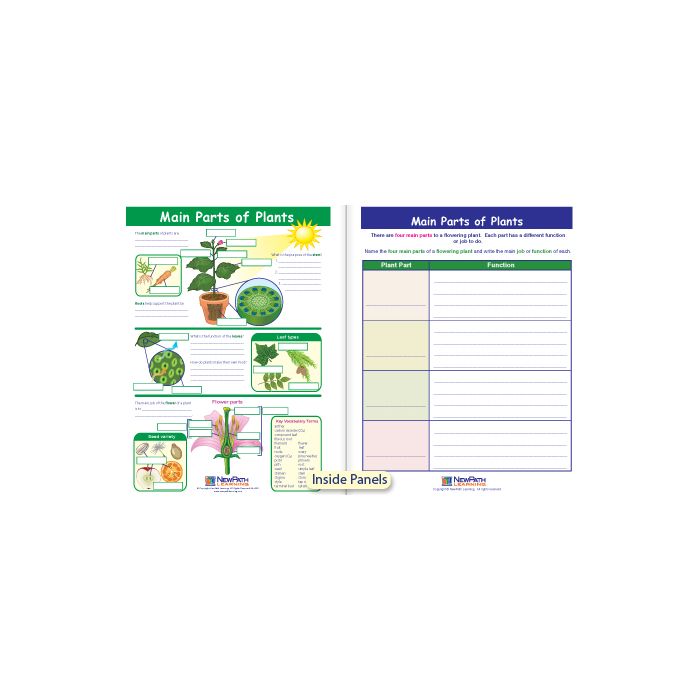 Main Parts of Plants Visual Learning Guide - Grades 3 - 5
