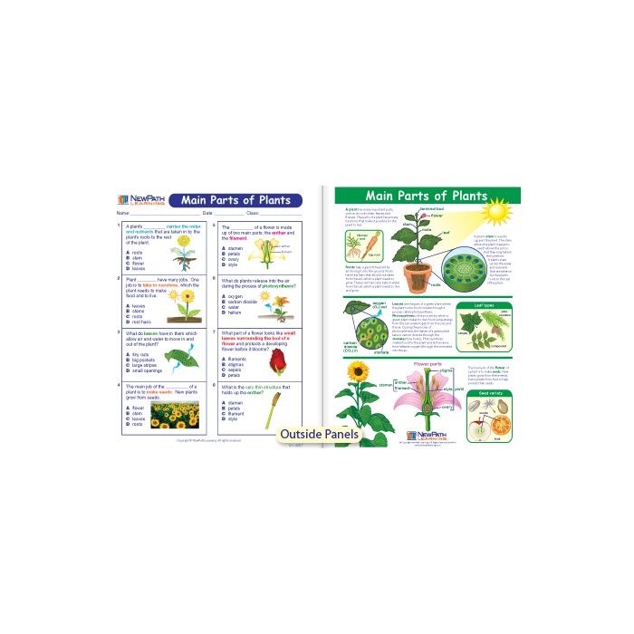 Main Parts of Plants Visual Learning Guide - Grades 3 - 5