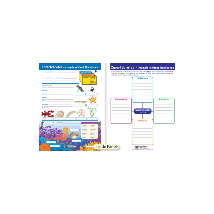 Invertebrates - Animals without Backbones Visual Learning Guide - Grades 3 - 5