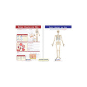 Bones, Muscles & Skin Visual Learning Guide - Grades 6 - 9