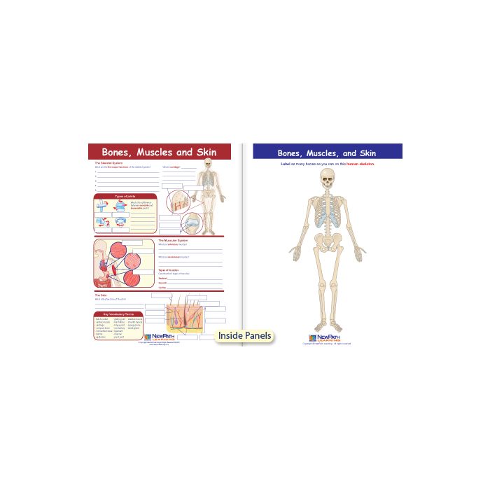 Bones, Muscles & Skin Visual Learning Guide - Grades 6 - 9