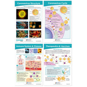 Coronavirus Structure & Immunity Bulletin Board Chart Set - Set of 4