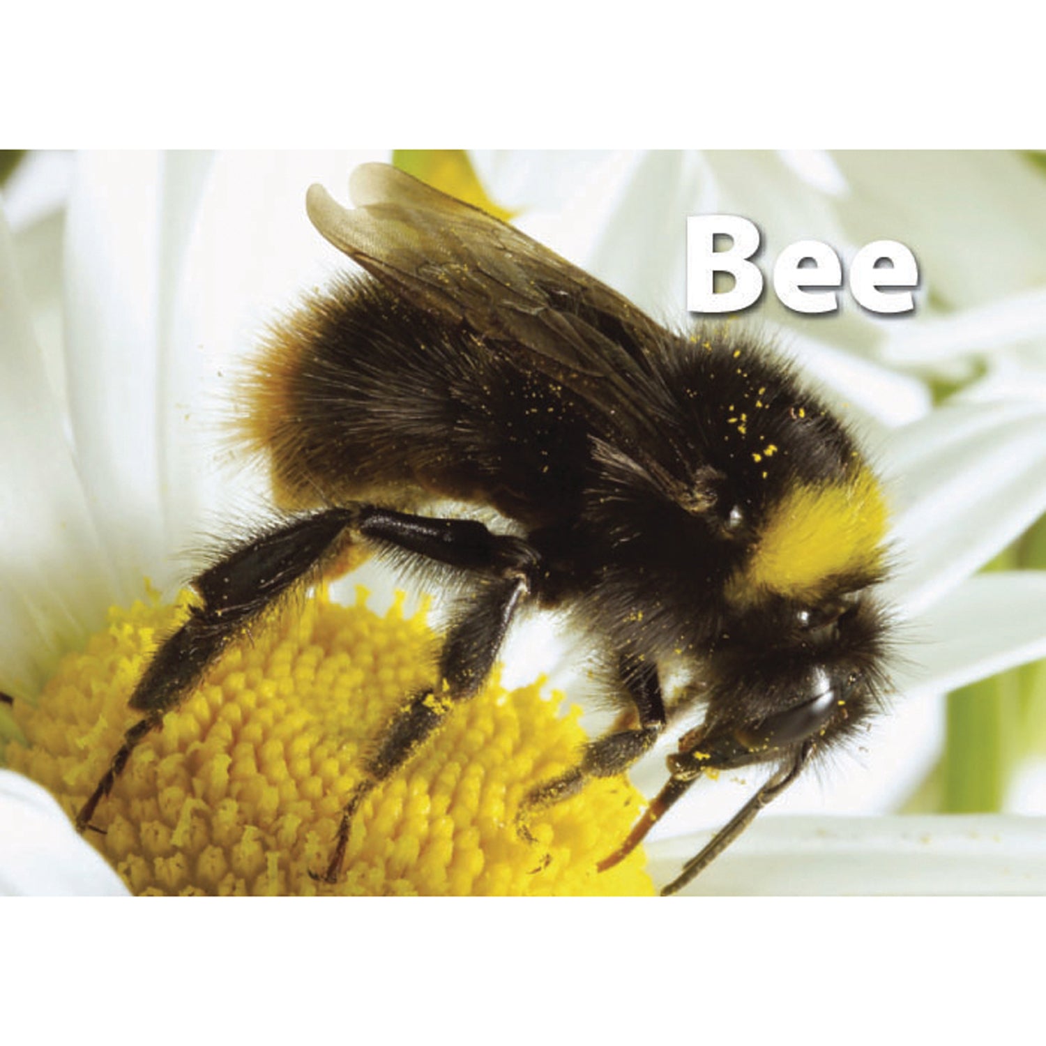 Photographic Memory Matching Game, Insects & Bugs