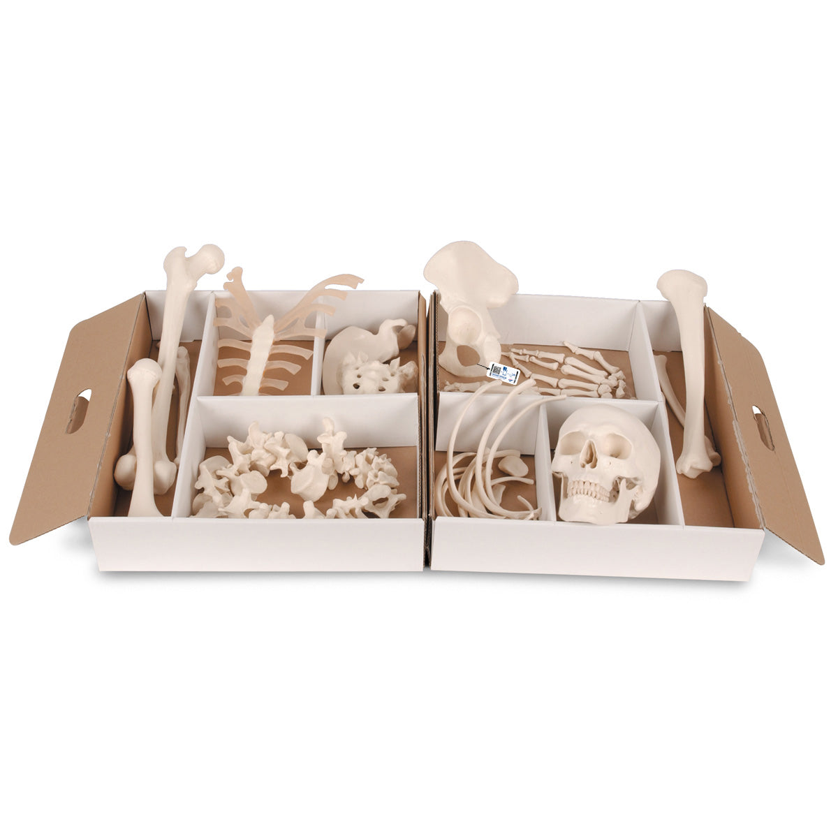 Disarticulated Half Human Skeleton Model, Loosely Articulated Hand & Foot